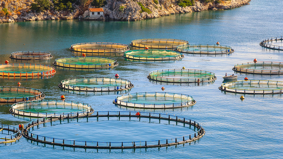 Offshore Fish Farm Cages Aquaculture offshore